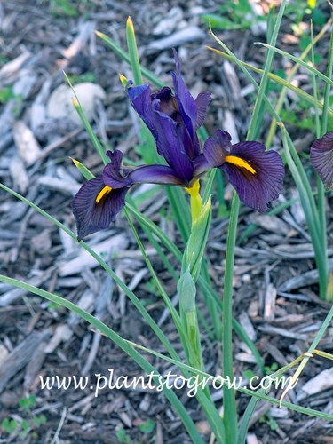 Eye of the Tiger Dutch Iris